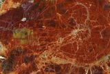Dark Red/Orange Petrified Wood (Araucarioxylon) Slab - Arizona #125699-1